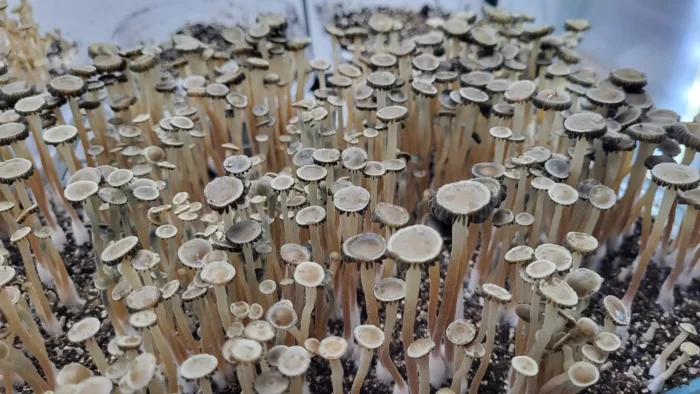 panaeolus cyanescens TTBVI mushrooms