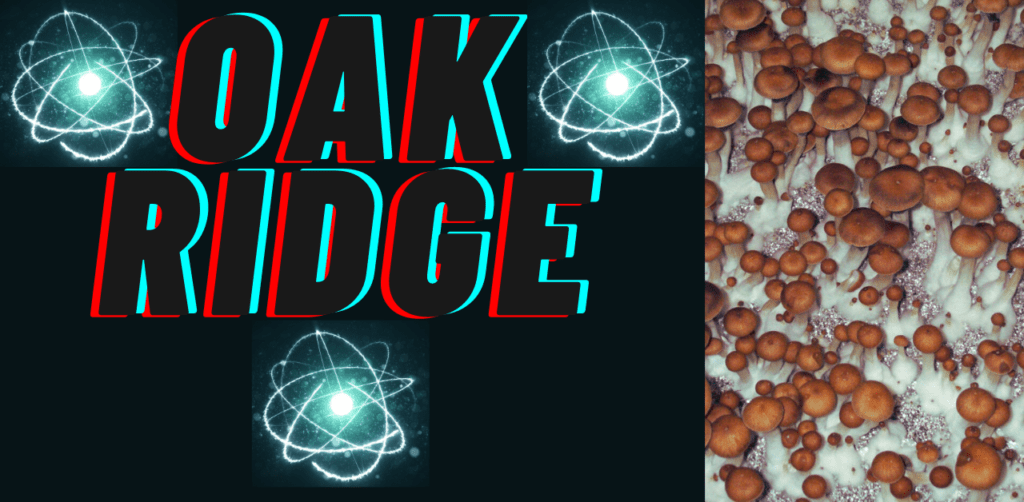 Psilocybe Cubensis Oak Ridge Mushroom Strain