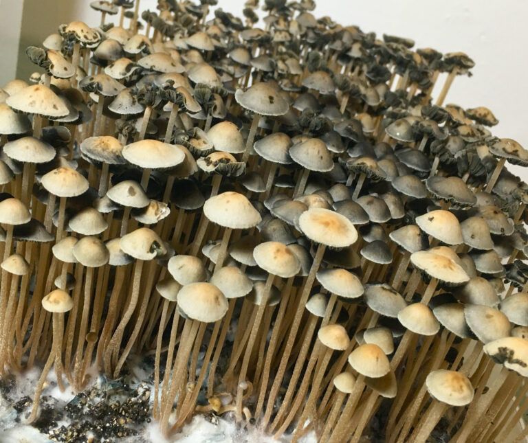Panaeolus cyanescens mushrooms