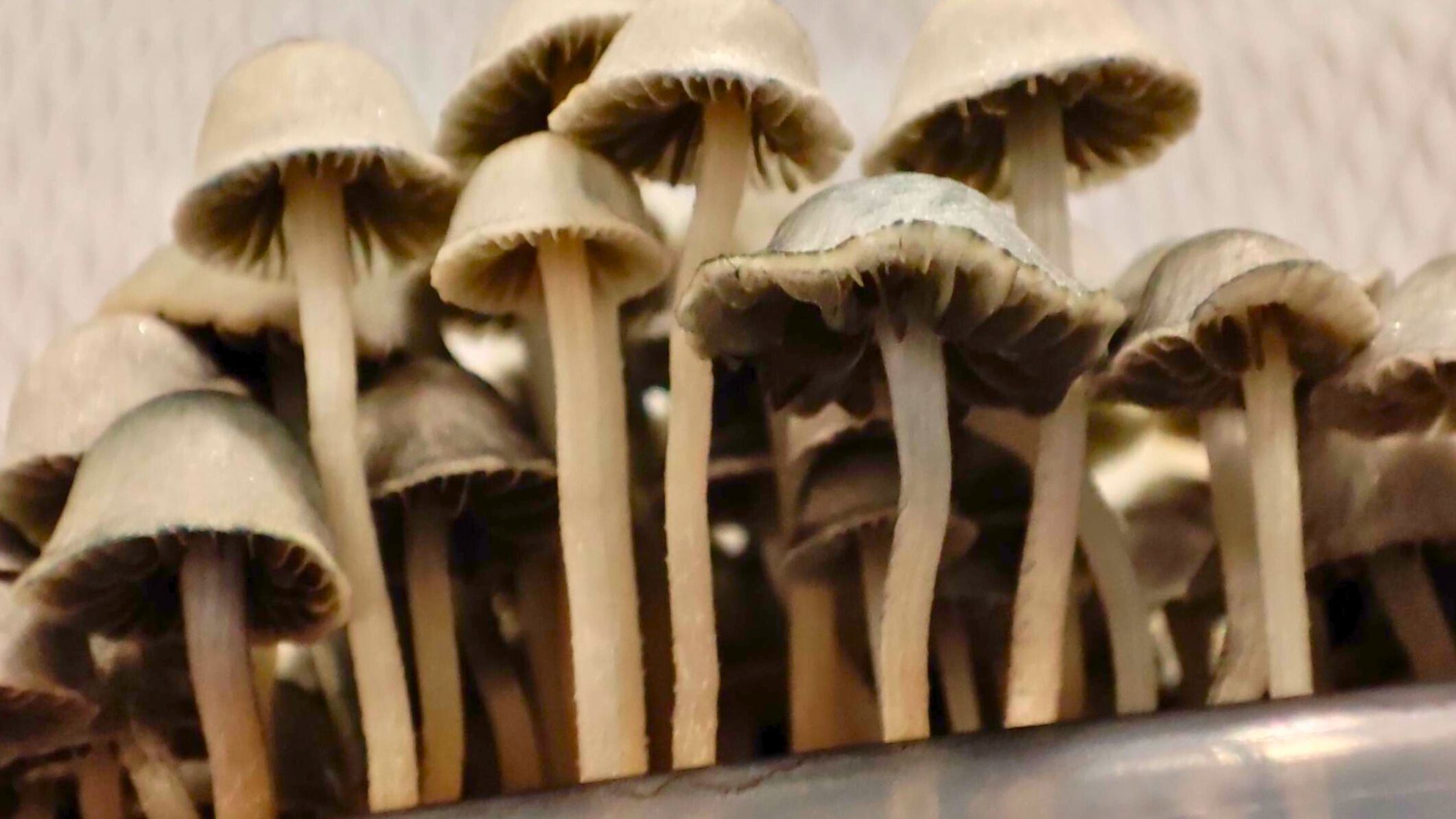 Panaeolus cyanescens mushrooms close up
