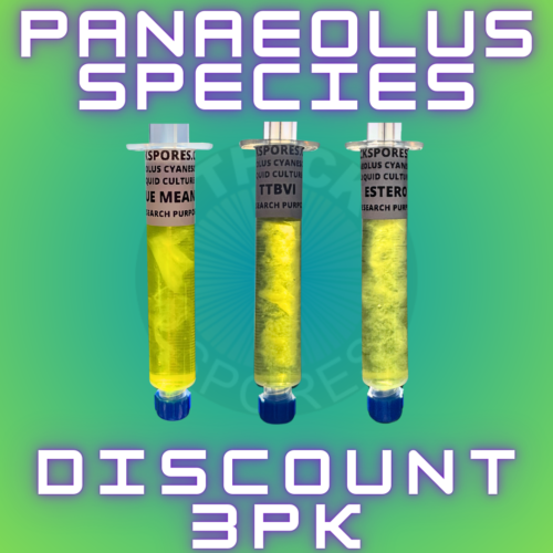 Panaeolus Species 3 Pack