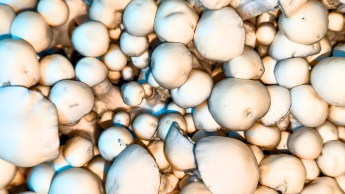 Albino Tidal Wave Mushrooms