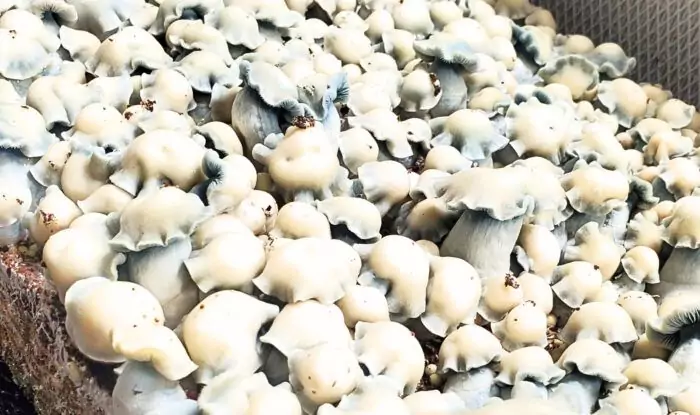 Albino Riptide Mushrooms