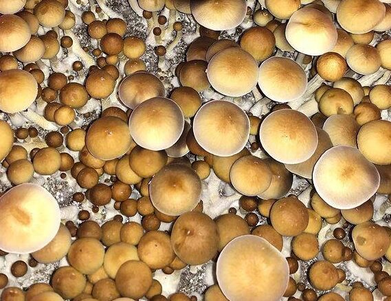 B Plus Mushrooms