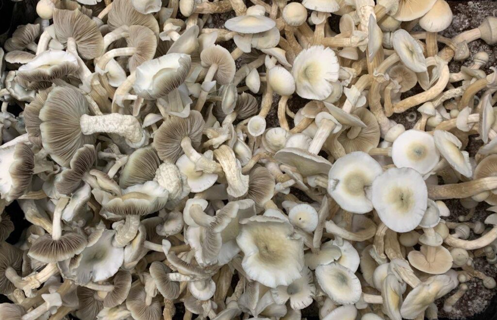 Leucistic Golden Teacher Mushrooms