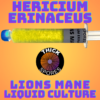 Lions Mane Liquid Culture Syringe