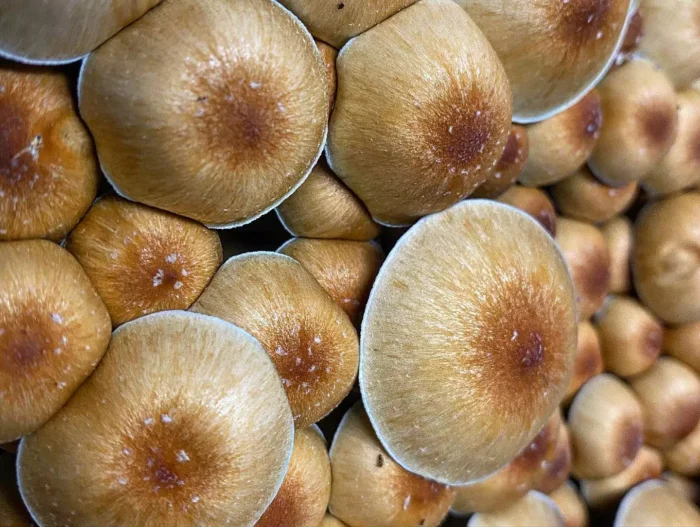 African Transkei Mushrooms