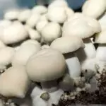 True Albino Teacher Mushrooms