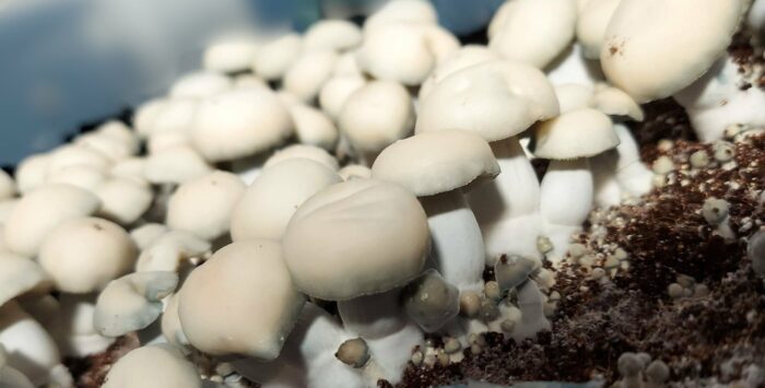 True Albino Teacher Mushrooms