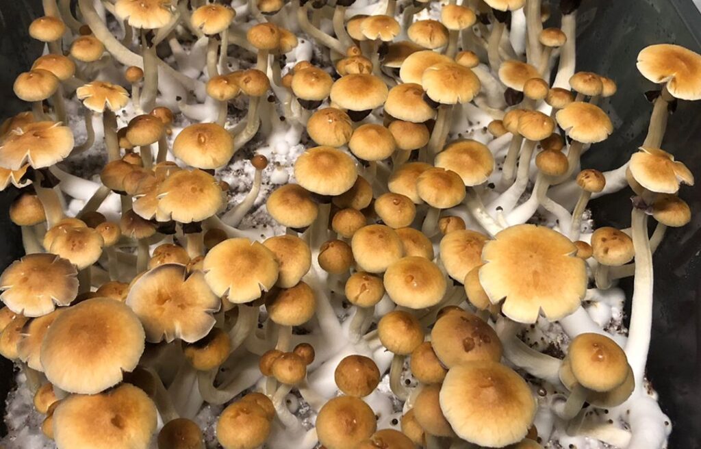 Cambodian Mushrooms