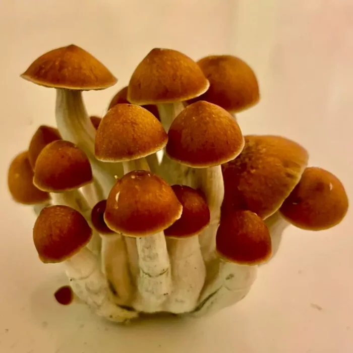 fiji mushrooms