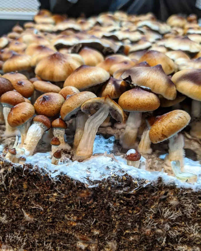 Golden Teacher Mushrooms