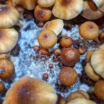 Golden Teacher Mushrooms