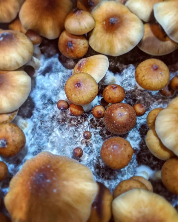 Golden Teacher Mushrooms