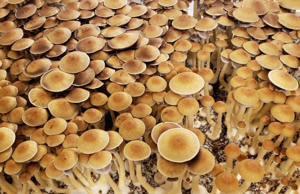 Golden Teacher Mushrooms