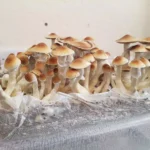 Koh Samui Super Strain Mushrooms