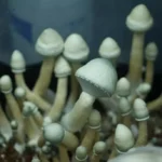 Leucistic Golden Teacher Mushrooms