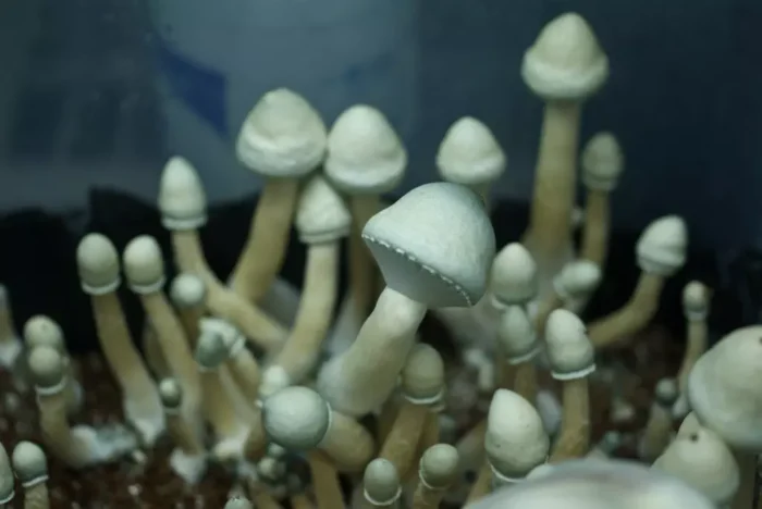 Leucistic Golden Teacher Mushrooms