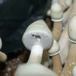 Leucistic Golden Teacher Mushrooms