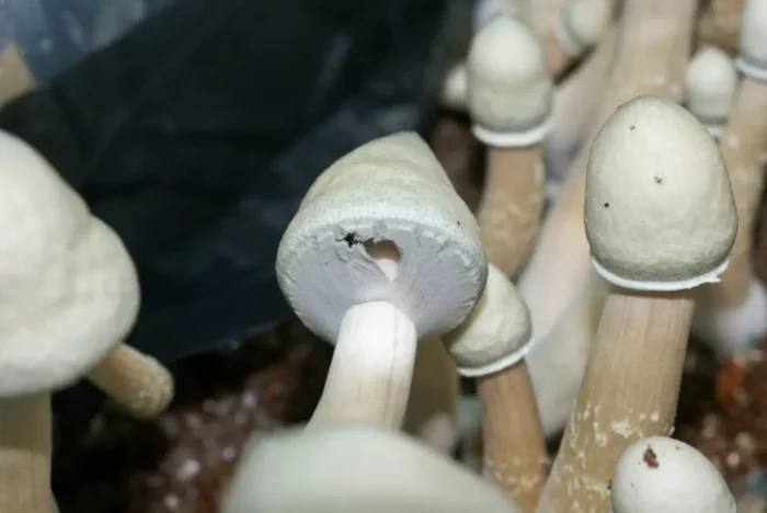 Leucistic Golden Teacher Mushrooms