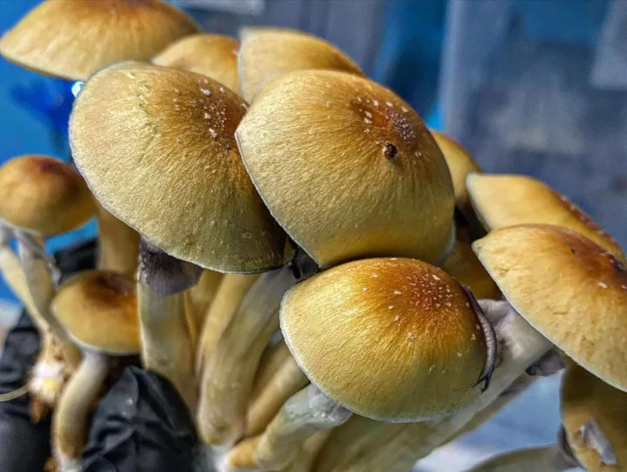 Nepal Chitwan Mushrooms