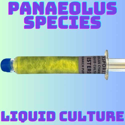 Panaeolus Cyanescens Liquid Culture Syringes