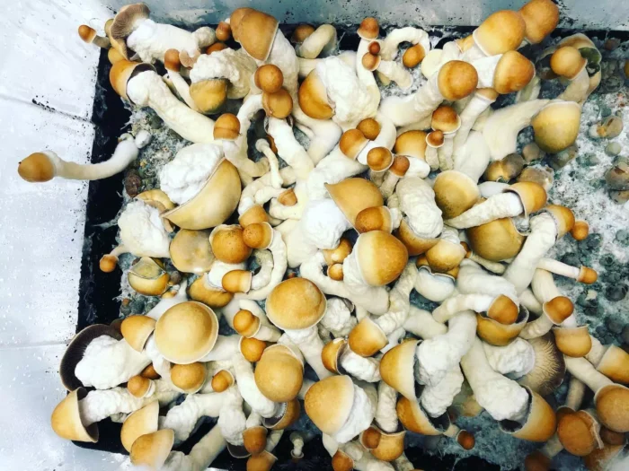 Penis Envy Mushrooms