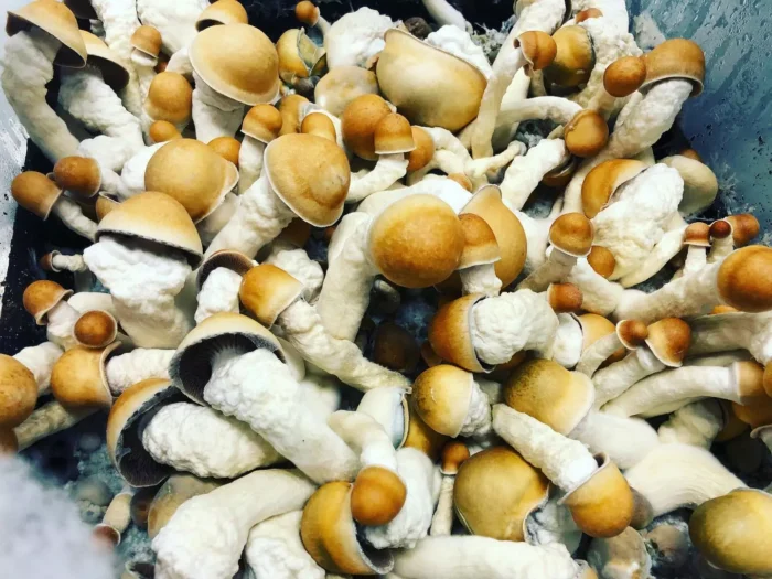 Penis Envy Mushrooms