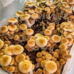 PES Hawaiian Mushrooms