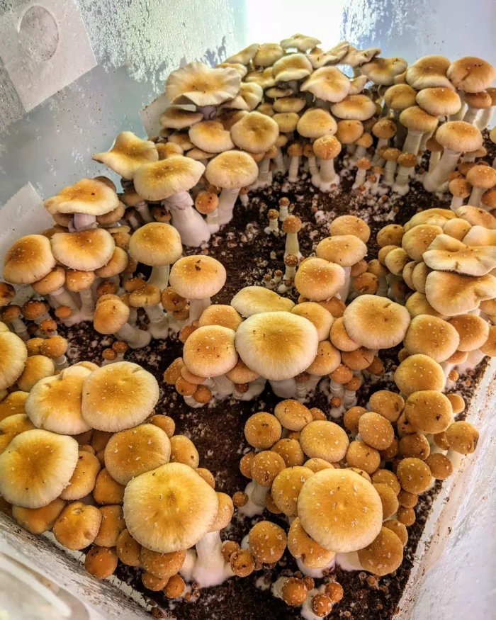 PES Hawaiian Mushrooms