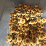 Texas Orange Cap Mushrooms