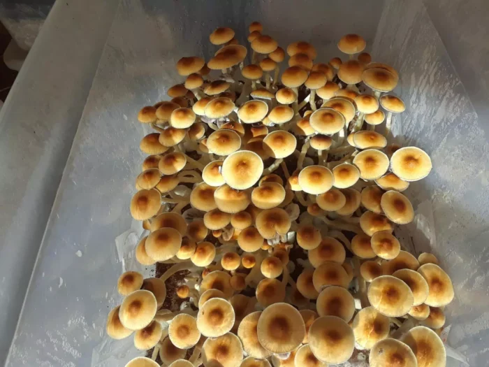 Texas Orange Cap Mushrooms