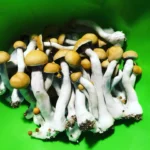 Treasure Coast Mushrooms