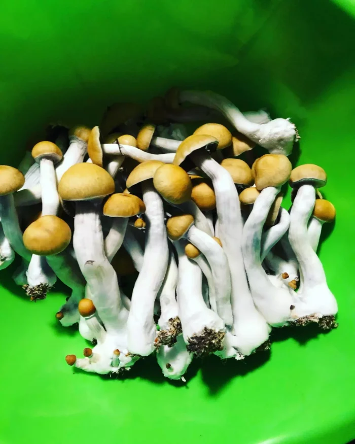 Treasure Coast Mushrooms