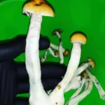 treasure coast mushrooms