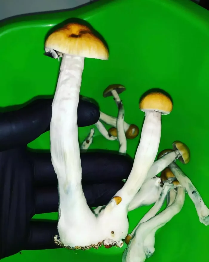 treasure coast mushrooms