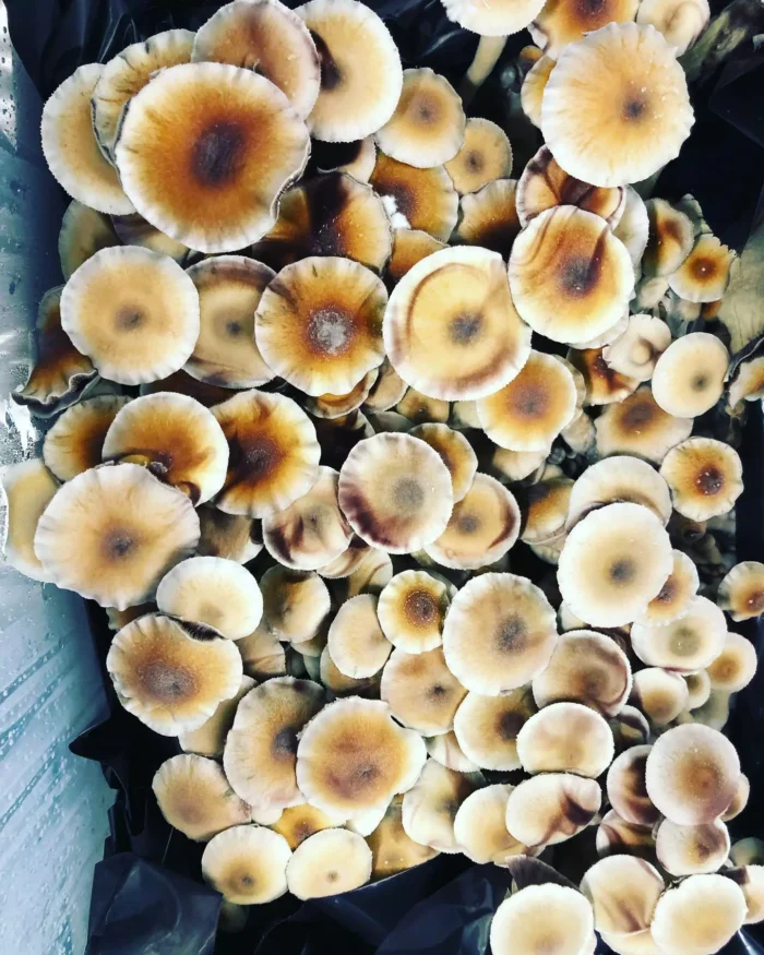 Hanoi Mushrooms