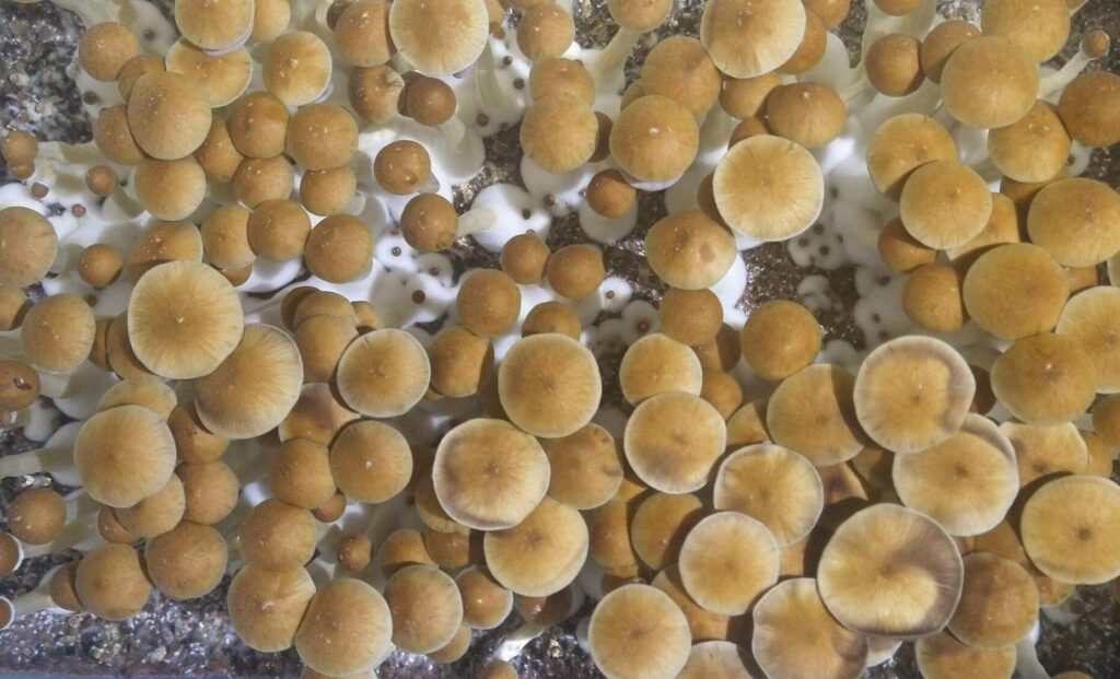 Z Strain Mushrooms