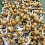 Z Strain Mushrooms