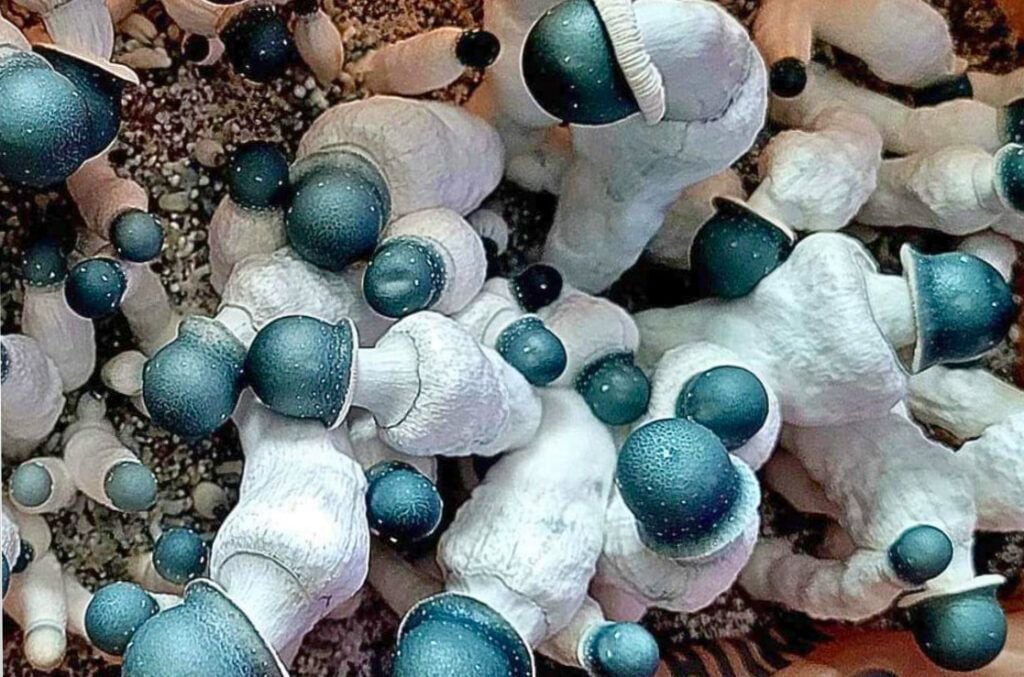 Starry Night Mushrooms