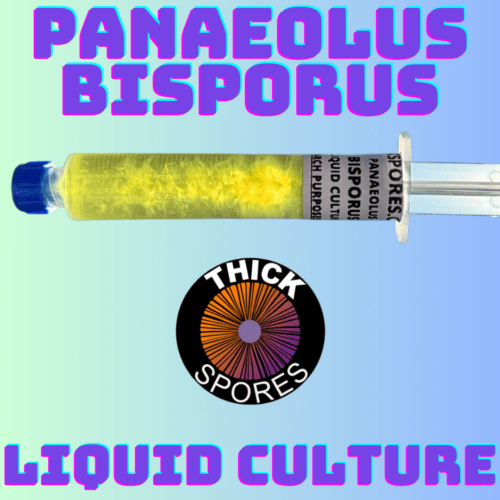 Panaelous Bisporus Liquid Culture Syringe