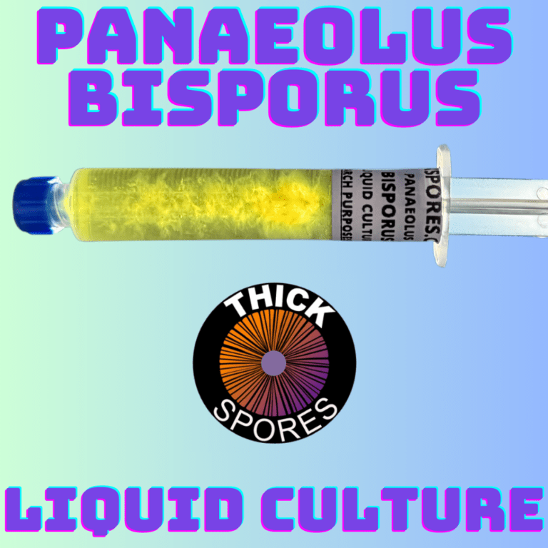 Panaeolus Bisporus Liquid Culture Syringe • Thick Spores