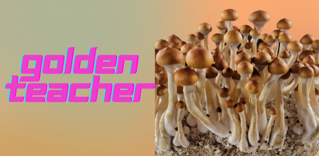 golden teacher mushrooms featured image