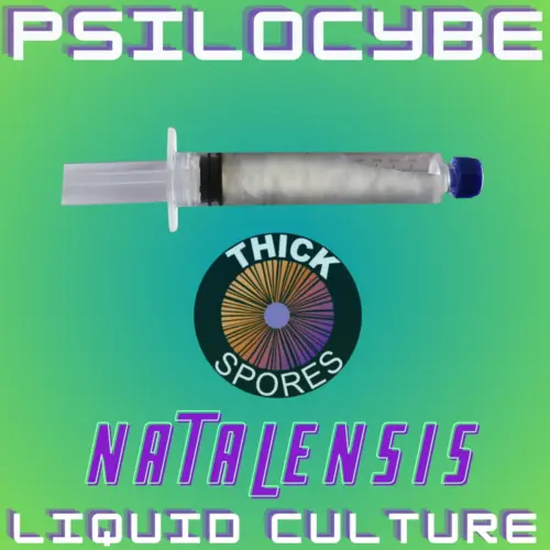 Psilocybe Natalensis Liquid Culture 10cc