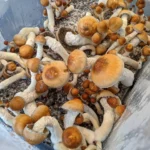 Melmac mushrooms