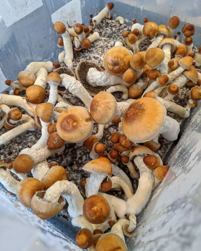 Melmac mushrooms