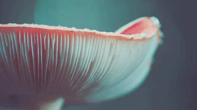 mushroom spores on the underside of the gills of a gilled mushroom cap