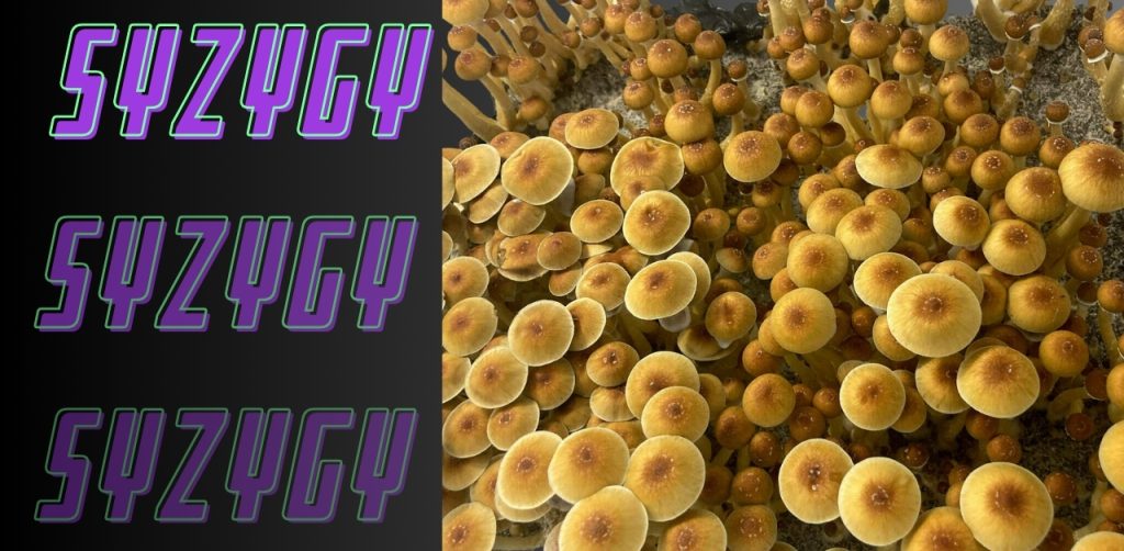 psilocybe cubensis syzygy mushrooms featured image