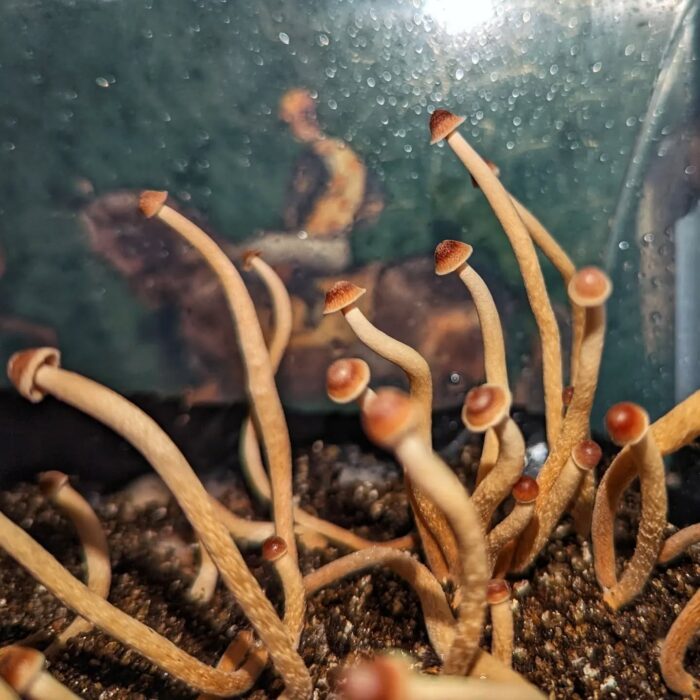 psilocybe tampanensis mushrooms