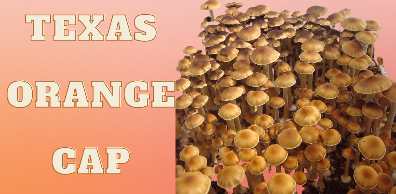 texas orange cap mushrooms featured image